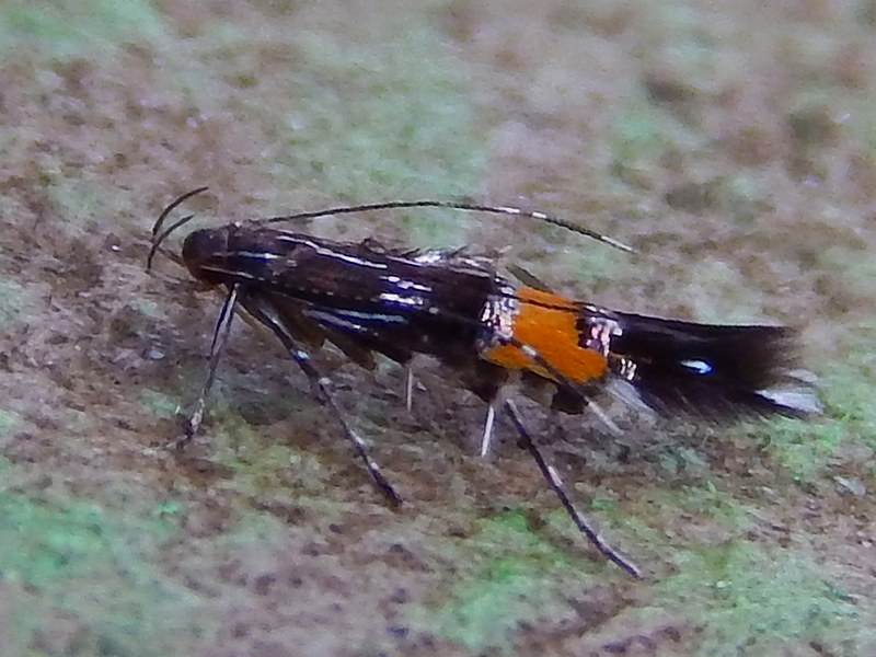 Cosmopterigidae: Cosmopterix pulchrimella